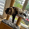 Sakura participe au concours pour gagner de l'argent avec cette photo : animal, cat, cat_tree, cozy, cushion, daylight, fluffy, furniture, home, indoor, lazy, nature_outside, paw, pet, rainy, relaxing, resting, tabby, window, wooden
