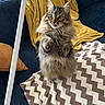 Sakura a rejoint le concours — aidez-le/la à gagner de superbes lots ! blanket, cat, couch, cozy, cute, domestic_cat, fluffy, fur, furniture, green_eyes, indoor, paw, pet, playful, striped, tabby, tongue_out, whiskers, yellow_throw, zigzag_pattern