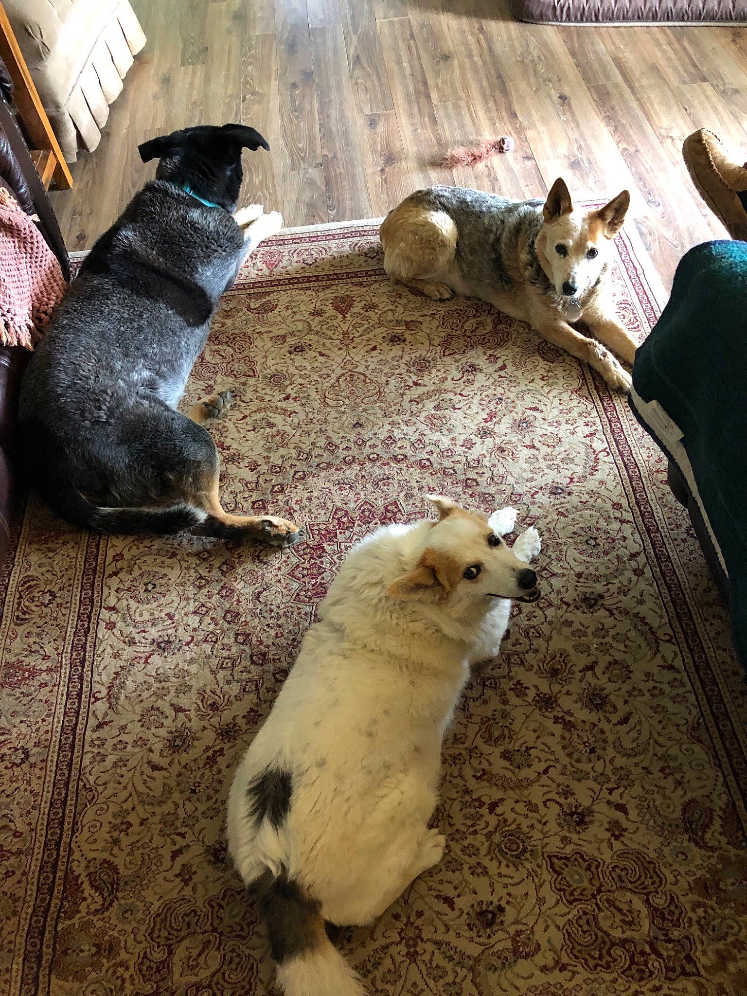 Alexis joined the competition — help win amazing prizes! canidae, carnivore, cat, companion_dog, dog, dog_breed, felidae, floor, flooring, mammal, paw, pembroke_welsh_corgi, puppy, small_to_medium_sized_cats, sporting_group, tail