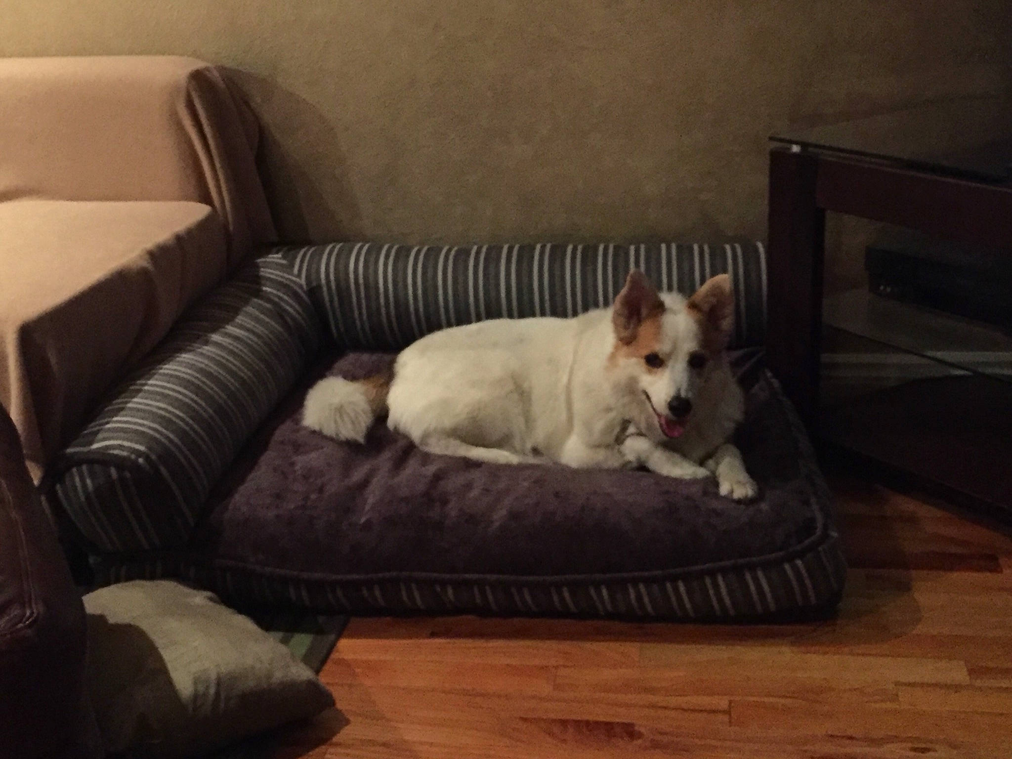 Alexis joined the competition — help win amazing prizes! canidae, carnivore, comfort, companion_dog, couch, dog, dog_bed, dog_breed, furniture, mammal, pembroke_welsh_corgi, puppy, slipcover, sofa_bed, welsh_corgi