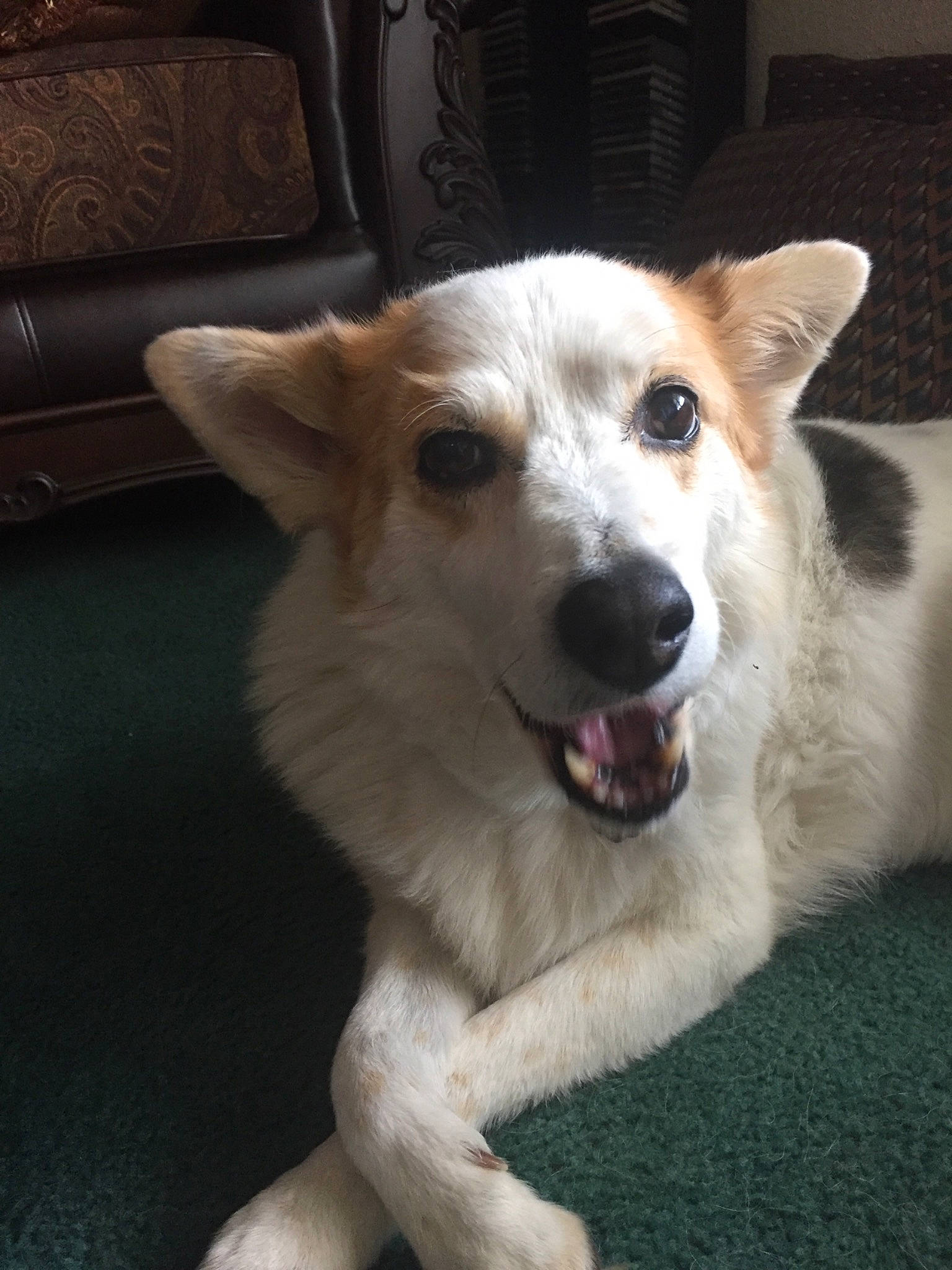 Alexis joined the competition — help win amazing prizes! canidae, carnivore, companion_dog, dog, dog_breed, fawn, mammal, pembroke_welsh_corgi, rare_breed_dog, snout, vertebrate, welsh_corgi