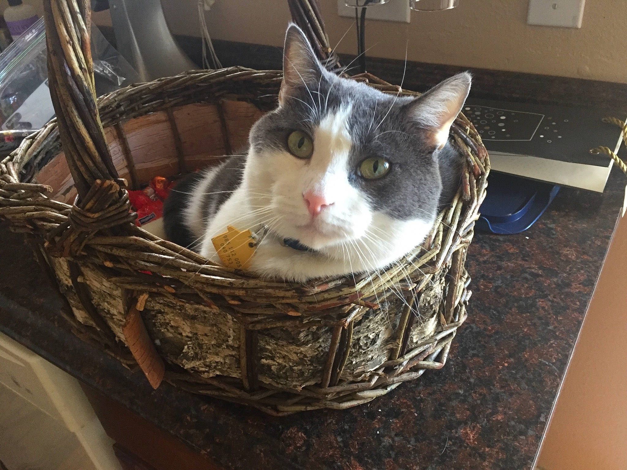 Jasper joined the competition — help win amazing prizes! aegean_cat, animal_shelter, basket, carnivore, cat, domestic_short_haired_cat, european_shorthair, felidae, small_to_medium_sized_cats, whiskers