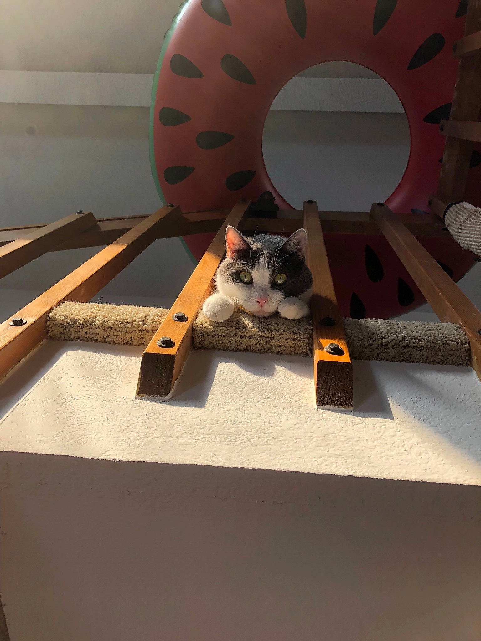 Jasper is registered to the contest to win money with this photo: cardboard, carnivore, cat, felidae, floor, furniture, interior_design, kitten, small_to_medium_sized_cats, table, whiskers, window, wood