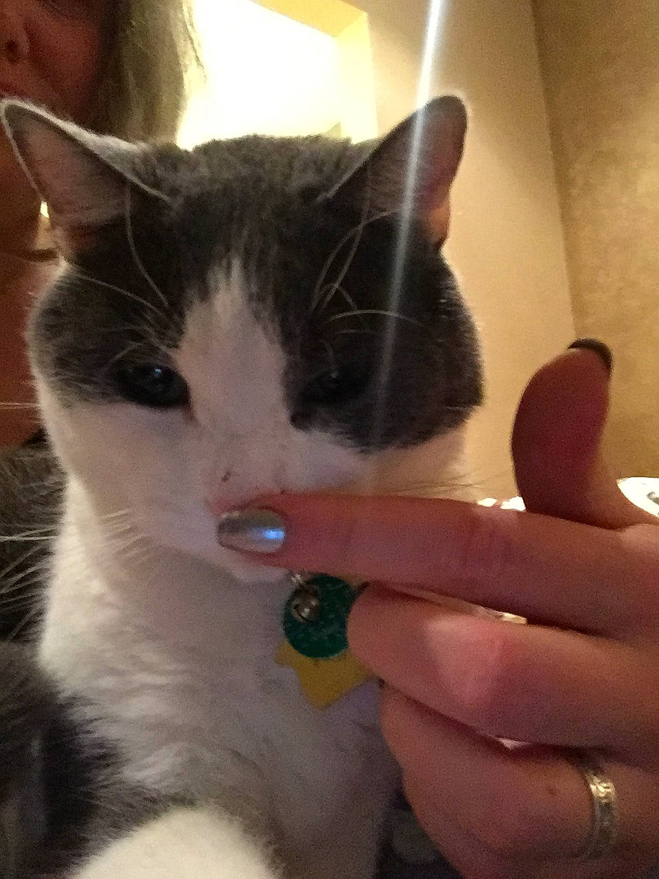 Jasper joined the competition — help win amazing prizes! carnivore, cat, domestic_short_haired_cat, ear, eye, felidae, finger, kitten, nail, polydactyl_cat, small_to_medium_sized_cats, whiskers