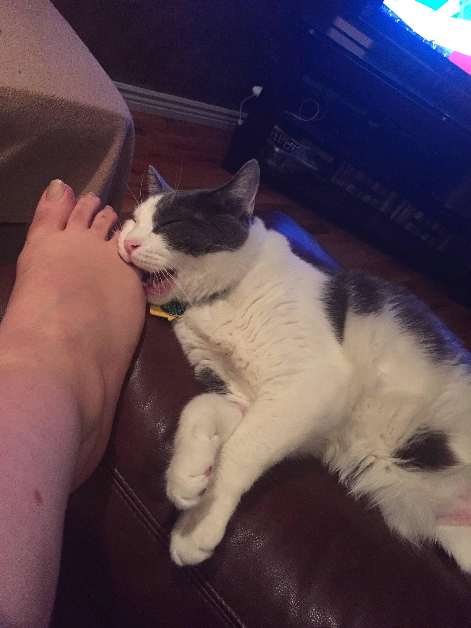 Jasper joined the competition — help win amazing prizes! carnivore, cat, domestic_short_haired_cat, fawn, felidae, fur, japanese_bobtail, kitten, leg, nose, paw, polydactyl_cat, skin, sky, small_to_medium_sized_cats, snowshoe, whiskers