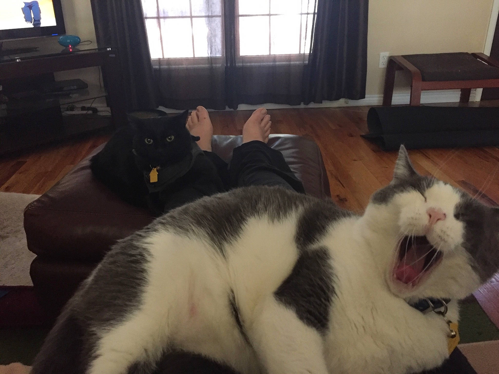 Jasper is registered to the contest to win money with this photo: carnivore, cat, felidae, floor, fur, furniture, japanese_bobtail, kitten, paw, polydactyl_cat, room, sky, small_to_medium_sized_cats, tail, whiskers