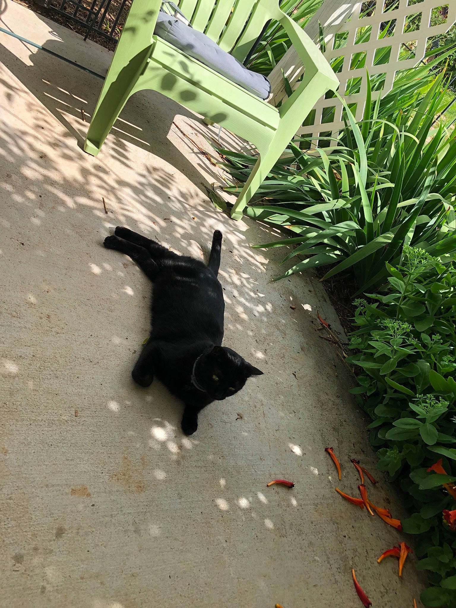 Blair joined the competition — help win amazing prizes! black_cat, canidae, carnivore, cat, dog, dog_breed, puppy, shadow, sporting_group, tail, walking