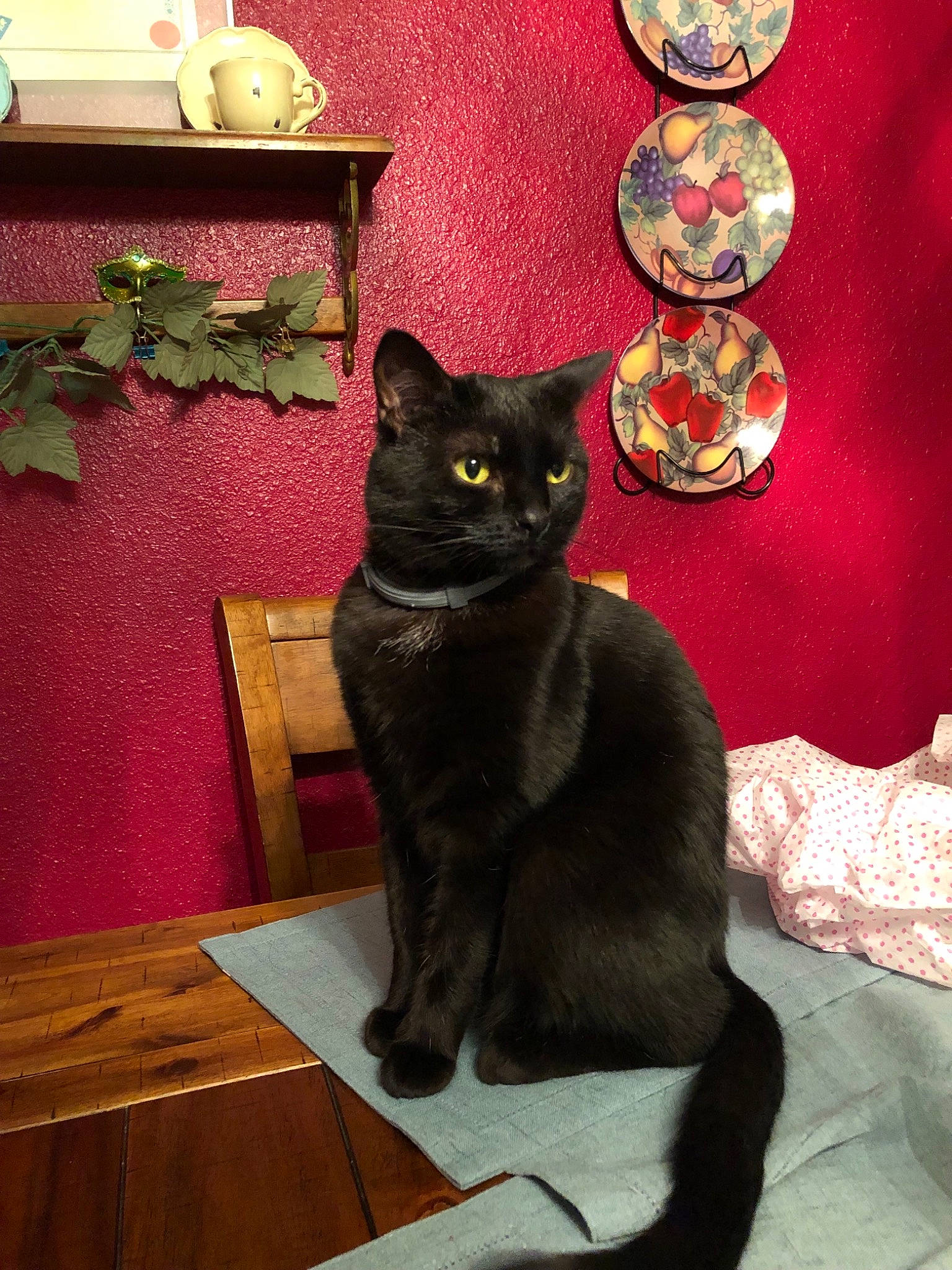 Blair is registered to the contest to win money with this photo: asian, black_cat, bombay, burmese, carnivore, cat, chartreux, domestic_short_haired_cat, felidae, mammal, small_to_medium_sized_cats, whiskers