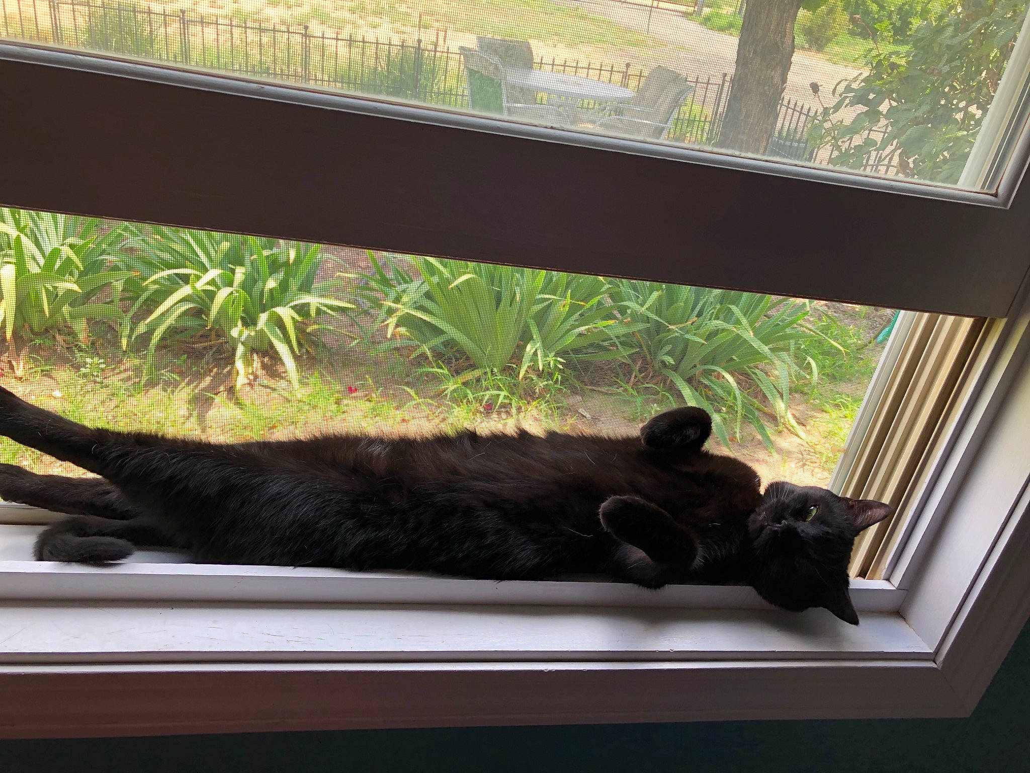 Blair is registered to the contest to win money with this photo: black_cat, carnivore, cat, felidae, interior_design, small_to_medium_sized_cats, table, tail, tree, window