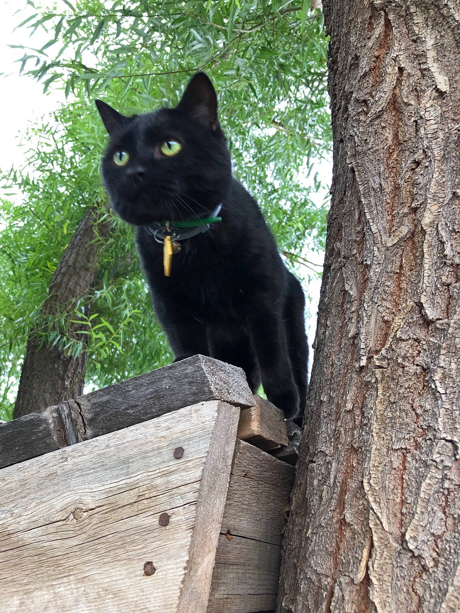 Blair joined the competition — help win amazing prizes! asian, black_cat, bombay, branch, burmese, carnivore, cat, domestic_short_haired_cat, felidae, fur, mammal, plant, small_to_medium_sized_cats, snout, tail, tree, trunk, whiskers, wood