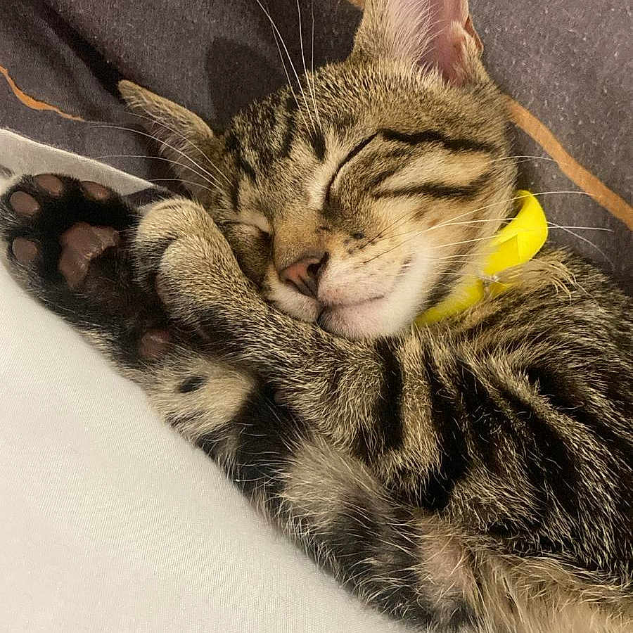 Bogos a rejoint le concours — aidez-le/la à gagner de superbes lots ! animal, bed, cat, close_up, cozy, cute, domestic_animal, fur, indoor, kitten, paw, pet, relaxing, resting, sleeping, striped, tabby, whiskers, yellow_collar, young