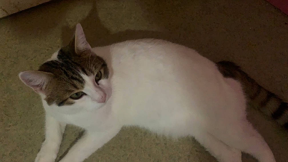 Caramel a rejoint le concours — aidez-le/la à gagner de superbes lots ! carnivore, cat, comfort, domestic_short_haired_cat, eye, felidae, fur, paw, small_to_medium_sized_cats, snout, tail, terrestrial_animal, whiskers, window