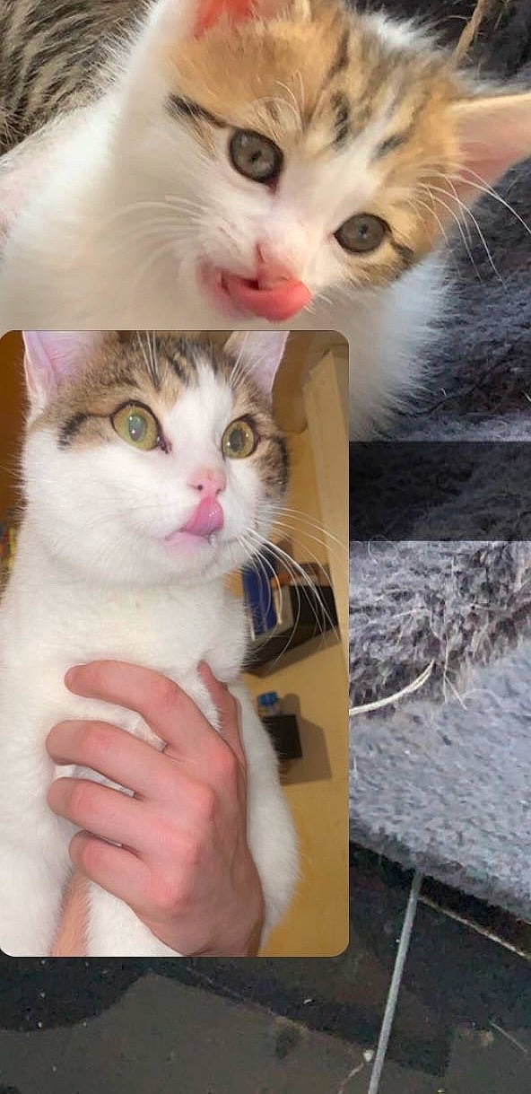 Caramel a rejoint le concours — aidez-le/la à gagner de superbes lots ! carnivore, cat, claw, domestic_short_haired_cat, fawn, felidae, fur, gesture, iris, nail, nose, paw, photo_caption, small_to_medium_sized_cats, vertebrate, whiskers