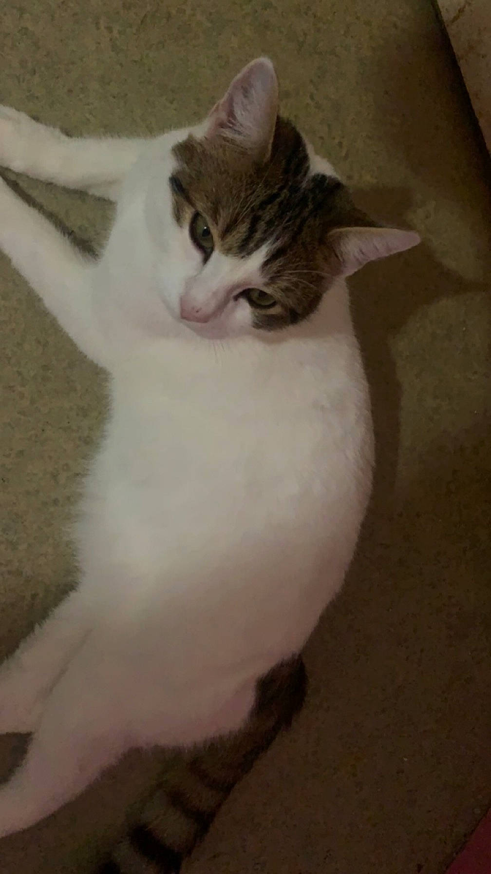 Caramel participe au concours pour gagner de l'argent avec cette photo : art, carnivore, cat, domestic_short_haired_cat, eye, felidae, flooring, fur, head, paw, small_to_medium_sized_cats, snout, tail, terrestrial_animal, whiskers