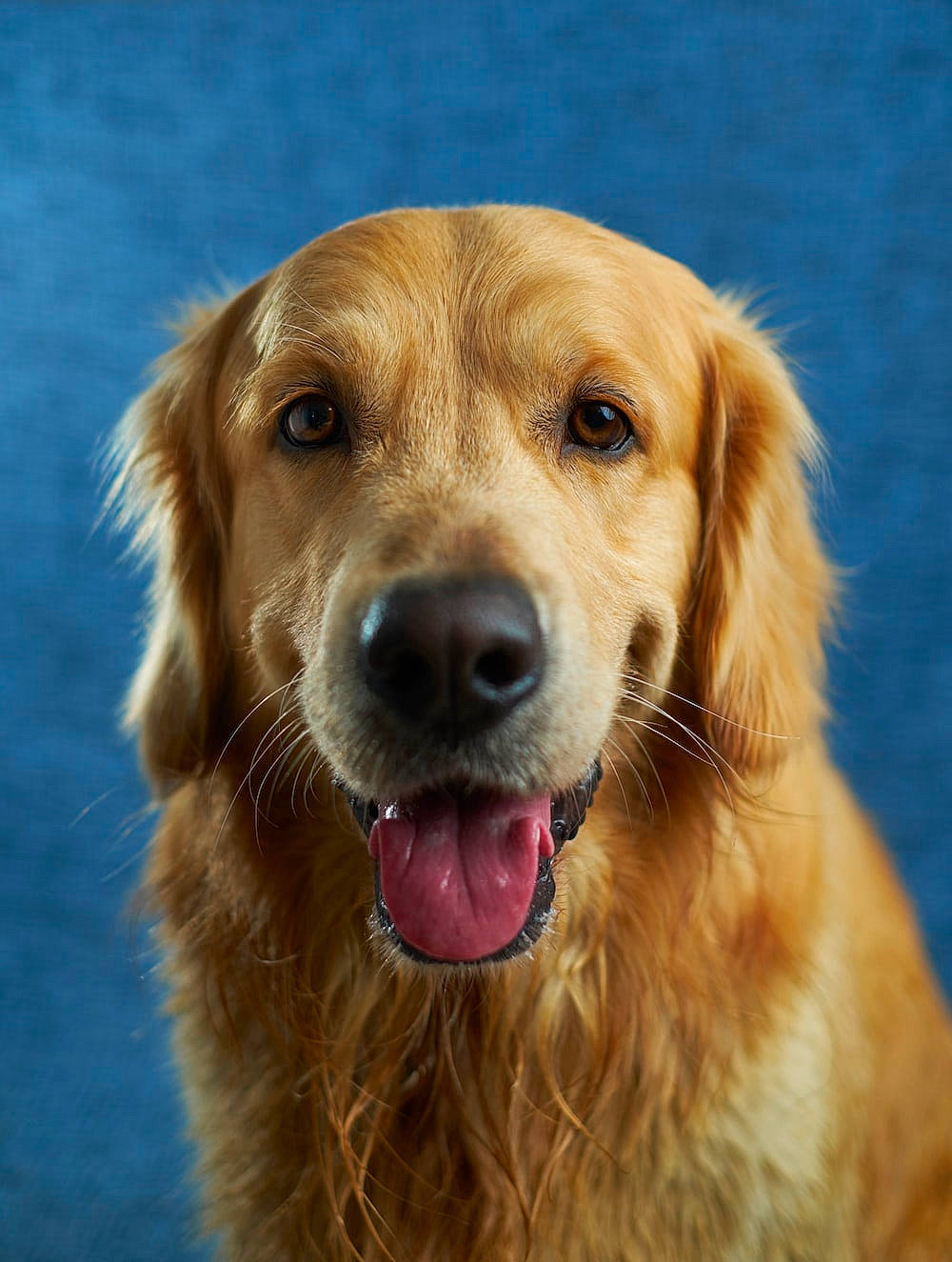 Dog joined the competition — help win amazing prizes! canidae, carnivore, collar, companion_dog, dog, dog_breed, fang, fur, golden_retriever, gun_dog, liver, terrestrial_animal, whiskers