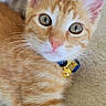 Toulouse participe au concours pour gagner de l'argent avec cette photo : cat, kitten, orange_tabby, collar, bell, pet, animal, close_up, fur, whiskers, ears, eyes, nose, soft, blanket, indoor, cute, young, feline, relaxed