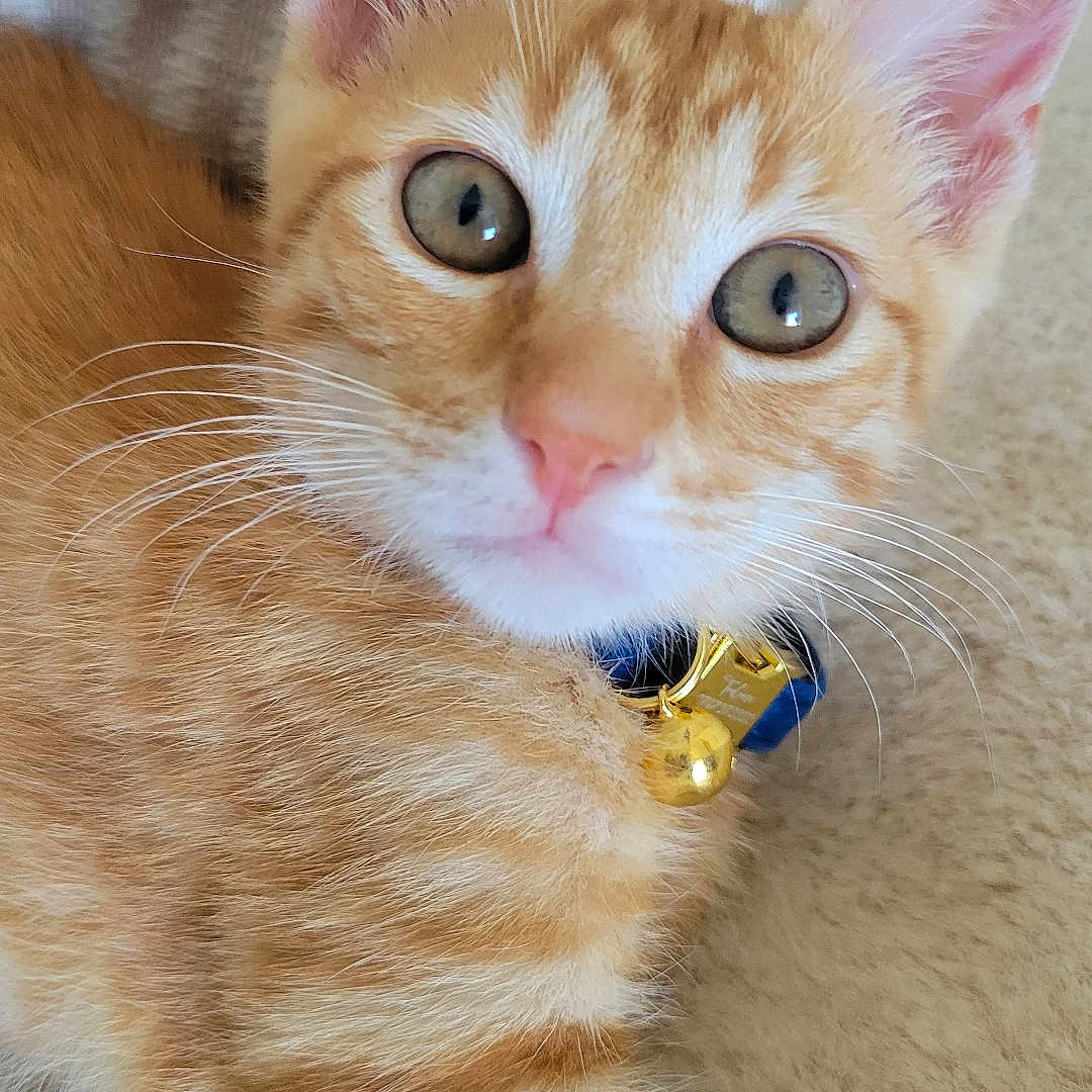 Toulouse participe au concours pour gagner de l'argent avec cette photo : cat, kitten, orange_tabby, collar, bell, pet, animal, close_up, fur, whiskers, ears, eyes, nose, soft, blanket, indoor, cute, young, feline, relaxed