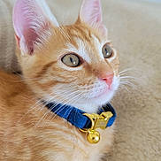 Toulouse a rejoint le concours — aidez-le/la à gagner de superbes lots ! cat, kitten, orange_tabby, collar, bell, pet, animal, feline, whiskers, ears, cute, young, domestic_cat, resting, close_up, soft, indoor, fur, profile, alert