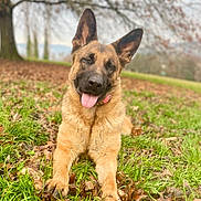 Cyka participe au concours pour gagner de l'argent avec cette photo : dog, puppy, german_shepherd, pet, animal, sitting, tongue_out, pointed_ears, brown_fur, black_muzzle, outdoors, park, grass, leaves, autumn, trees, nature, portrait, happy, playful