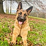 dog, puppy, german_shepherd, pet, animal, sitting, tongue_out, pointed_ears, brown_fur, black_muzzle, outdoors, park, grass, leaves, autumn, trees, nature, portrait, happy, playful