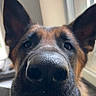 Cyka participe au concours pour gagner de l'argent avec cette photo : dog, german_shepherd, canine, pet, animal, close_up, portrait, nose, snout, ears, upright_ears, black_and_brown, fur, eyes, curious, indoors, window, natural_light, leather, funny