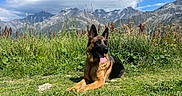 Cyka a rejoint le concours — aidez-le/la à gagner de superbes lots ! dog, german_shepherd, pet, animal, sitting, lying_down, tongue_out, ears, black_and_tan, meadow, grass, wildflowers, mountains, alpine, landscape, outdoors, nature, blue_sky, sunlight, scenic