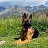 dog, german_shepherd, pet, animal, sitting, lying_down, tongue_out, ears, black_and_tan, meadow, grass, wildflowers, mountains, alpine, landscape, outdoors, nature, blue_sky, sunlight, scenic
