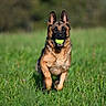Cyka participe au concours pour gagner de l'argent avec cette photo : dog, german_shepherd, pet, animal, tennis_ball, ball, playing, running, outdoors, grass, meadow, field, nature, portrait, alert, happy, open_mouth, ears, fur, daylight