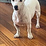 dog, white_dog, small_dog, ears, black_spots, wooden_floor, flooring, indoor, pet, animal, curious, standing, looking, home, blue_furniture, cables, domestic, canine, alert, household