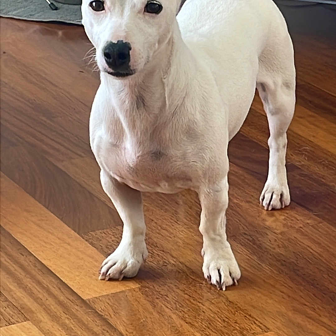 Tosca participe au concours pour gagner de l'argent avec cette photo : alert, animal, black_spots, blue_furniture, cables, canine, curious, dog, domestic, ears, flooring, home, household, indoor, looking, pet, small_dog, standing, white_dog, wooden_floor