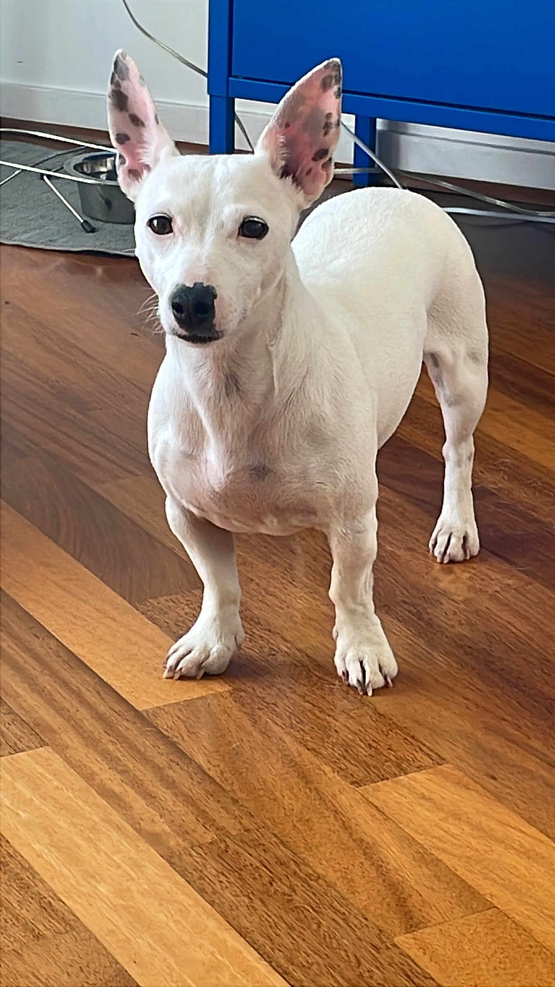 Tosca participe au concours pour gagner de l'argent avec cette photo : dog, white_dog, small_dog, ears, black_spots, wooden_floor, flooring, indoor, pet, animal, curious, standing, looking, home, blue_furniture, cables, domestic, canine, alert, household