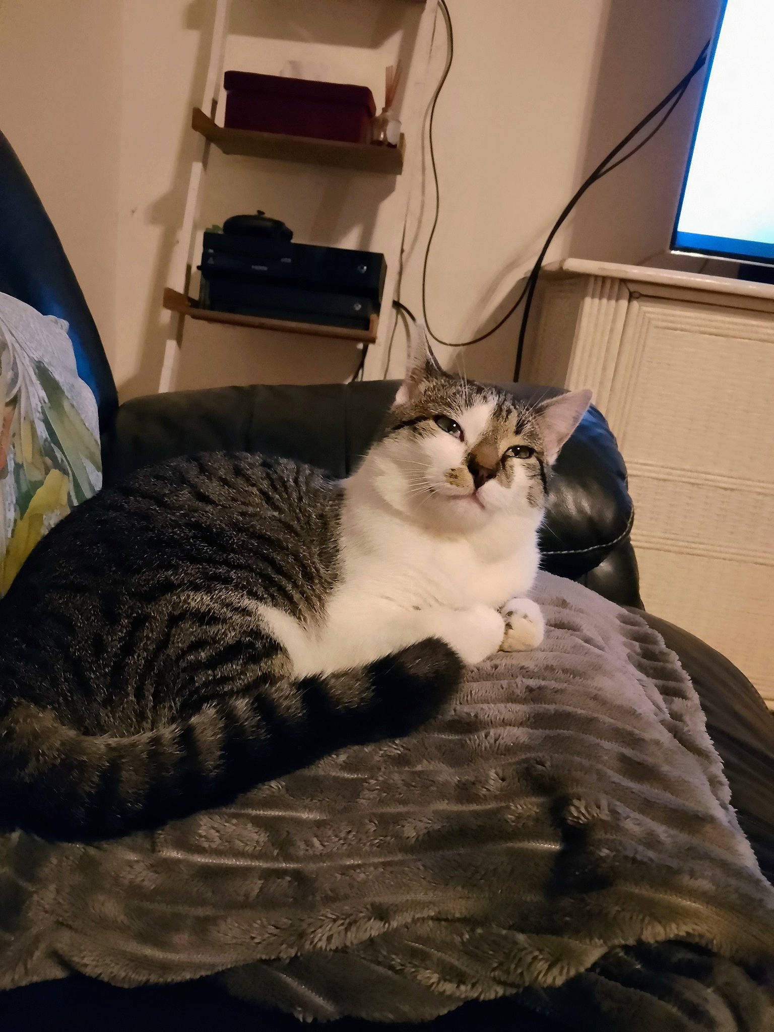 Taïko participe au concours pour gagner de l'argent avec cette photo : bed, bedding, bedroom, carnivore, cat, comfort, domestic_short_haired_cat, felidae, fur, grey, hardwood, linens, living_room, nap, paw, room, small_to_medium_sized_cats, tail, whiskers, wood