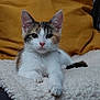 kitten, cat, calico, pet, animal, feline, cute, fluffy, blanket, mustard_pillow, indoor, resting, young, whiskers, ears, paw, fur, looking, cozy, relaxed