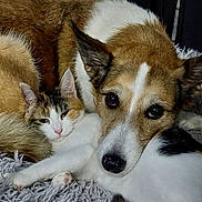 Naya a rejoint le concours — aidez-le/la à gagner de superbes lots ! cat, dog, pet, animal, cuddle, close_up, fur, ears, nose, whiskers, eyes, laying_down, indoor, friendship, companions, relaxed, soft_rug, brown, white, black