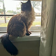 Remi is registered to the contest to win money with this photo: cat, siamese_cat, windowsill, window, curtain, indoor, pet, animal, feline, fluffy, long_tail, looking_outside, natural_light, screen, fur, sitting, side_view, domestic_animal, house, quiet