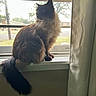 animal, cat, curtain, domestic_animal, feline, fluffy, fur, house, indoor, long_tail, looking_outside, natural_light, pet, quiet, screen, siamese_cat, side_view, sitting, window, windowsill