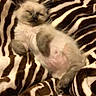 Remi is registered to the contest to win money with this photo: kitten, sleeping, cat, animal, pet, feline, cozy, blanket, zebra_pattern, striped, fur, cute, young, resting, small, domestic_animal, mammal, relaxation, indoor, comfort