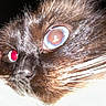 Remi is registered to the contest to win money with this photo: cat, close_up, fur, whiskers, eye, red_eye, animal, pet, face, macro, flash, dark_background, brown_fur, black_fur, nose, muzzle, portrait, domestic_cat, feline, indoor