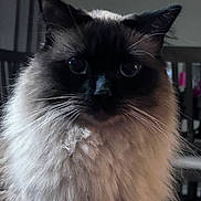 Remi joined the competition — help win amazing prizes! cat, fluffy, long_hair, dark_face, whiskers, indoor, pet, feline, portrait, close_up, animal, eyes, soft_light, domestic_cat, cute, mammal, fur, whisker, face, companion