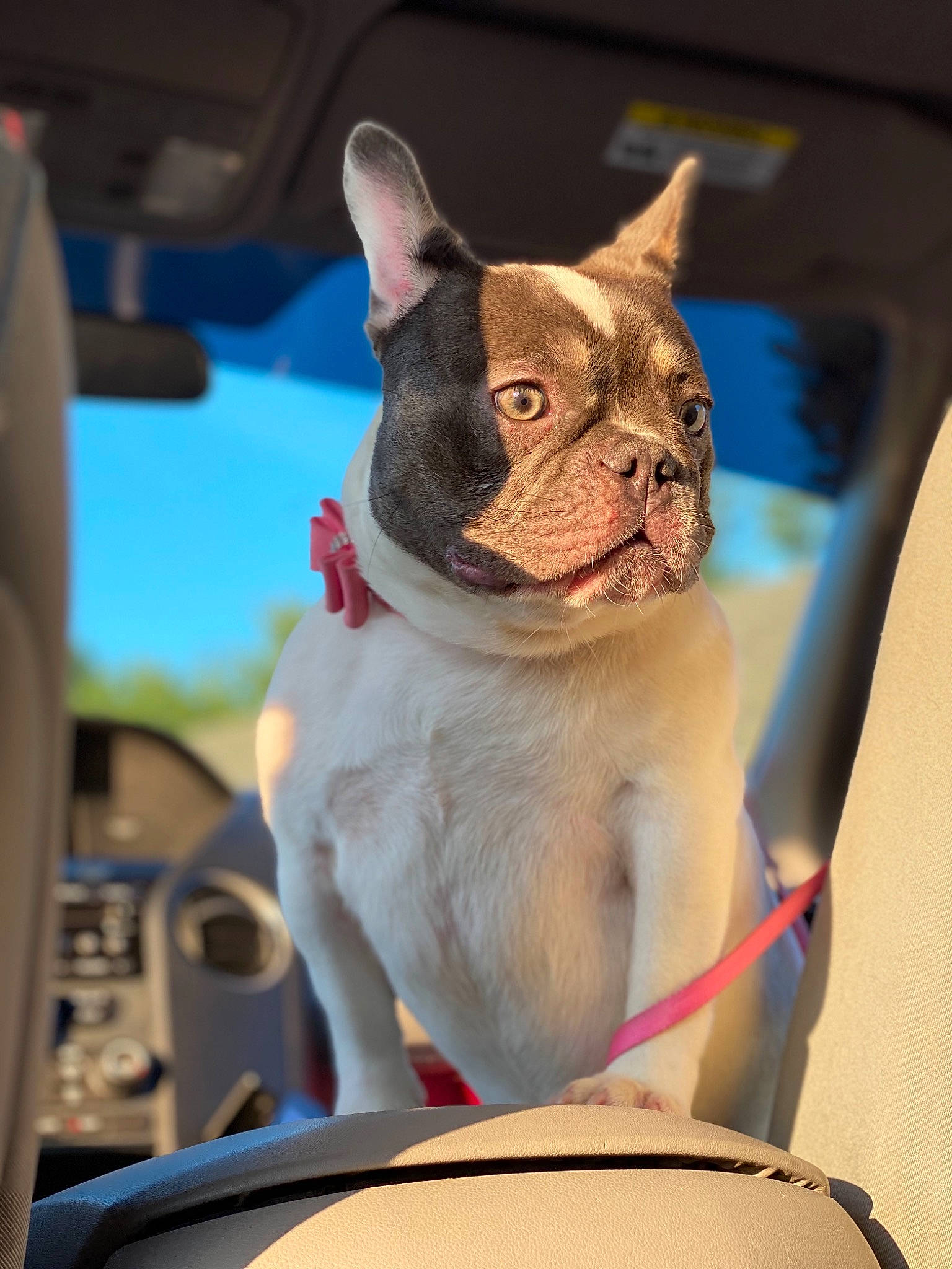 Sophie is registered to the contest to win money with this photo: bulldog, canidae, carnivore, companion_dog, dog, dog_breed, fawn, french_bulldog, mammal, non_sporting_group, puppy, snout, vertebrate, whiskers