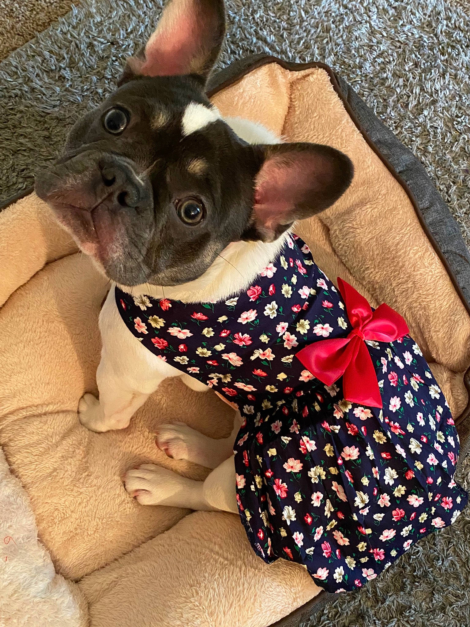 Sophie joined the competition — help win amazing prizes! boston_terrier, canidae, carnivore, companion_dog, dog, dog_breed, dog_clothes, ear, fawn, french_bulldog, mammal, non_sporting_group, snout, vertebrate