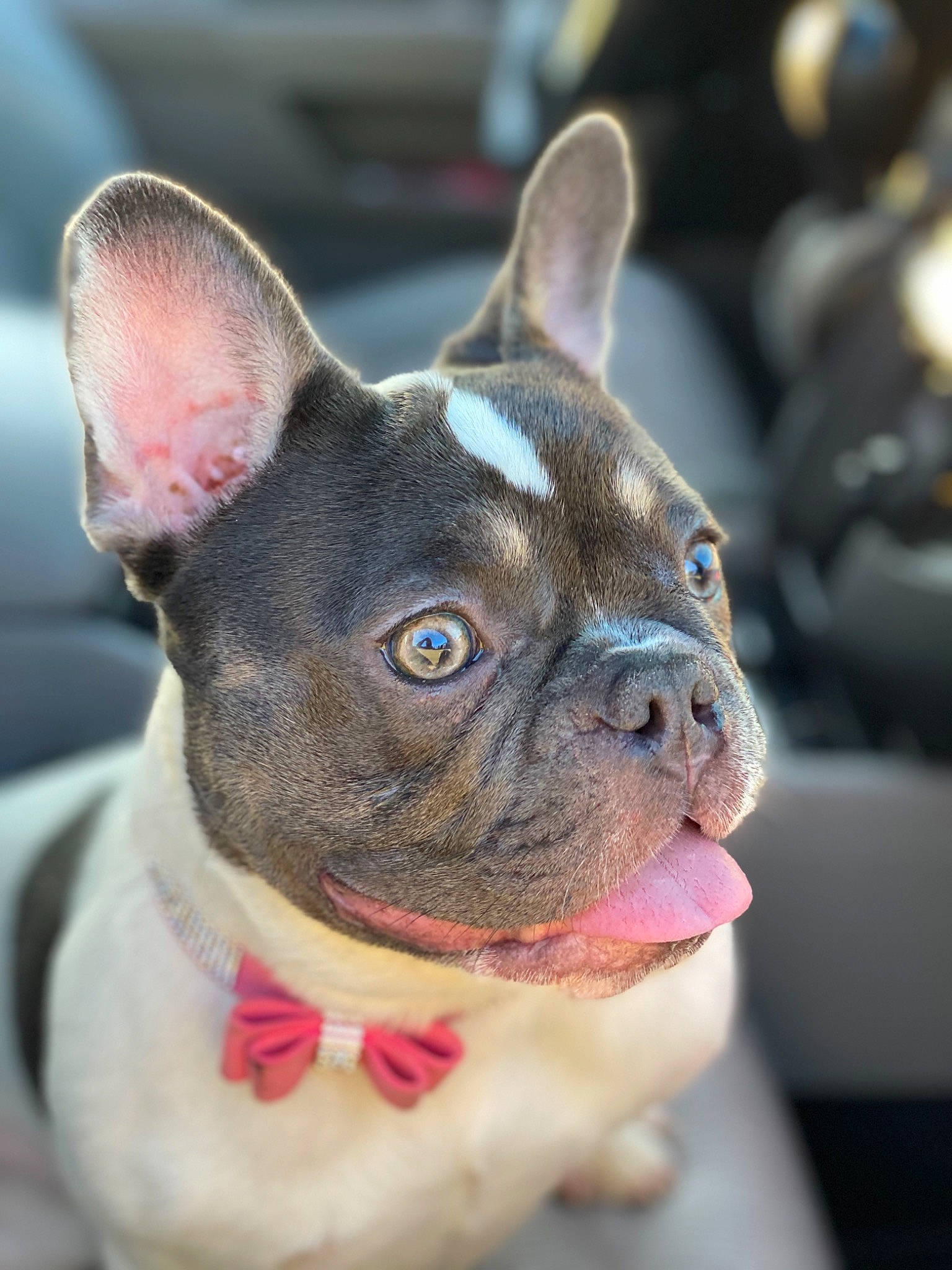 Sophie is registered to the contest to win money with this photo: boston_terrier, bulldog, canidae, carnivore, collar, companion_dog, dog, dog_breed, dog_collar, ear, fawn, french_bulldog, mammal, non_sporting_group, puppy, rare_breed_dog, snout, toy_bulldog, vertebrate, whiskers
