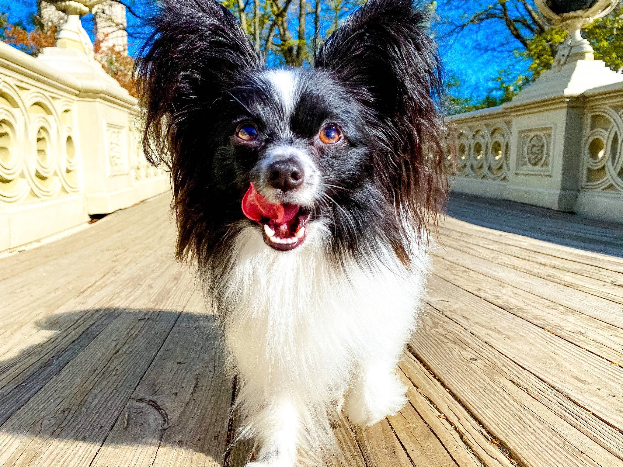 Eloise joined the competition — help win amazing prizes! border_collie, canidae, carnivore, companion_dog, dog, dog_breed, mammal, papillon, phalene, puppy, rare_breed_dog, snout, spaniel, sporting_group, toy_dog