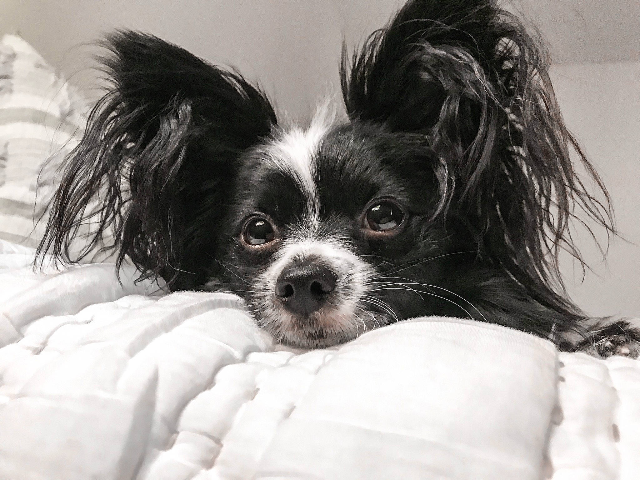 Eloise joined the competition — help win amazing prizes! black_and_white, canidae, carnivore, companion_dog, dog, dog_breed, mammal, monochrome, monochrome_photography, papillon, phalene, photography, puppy, snout, spaniel, sporting_group, style, toy_dog, vertebrate, whiskers