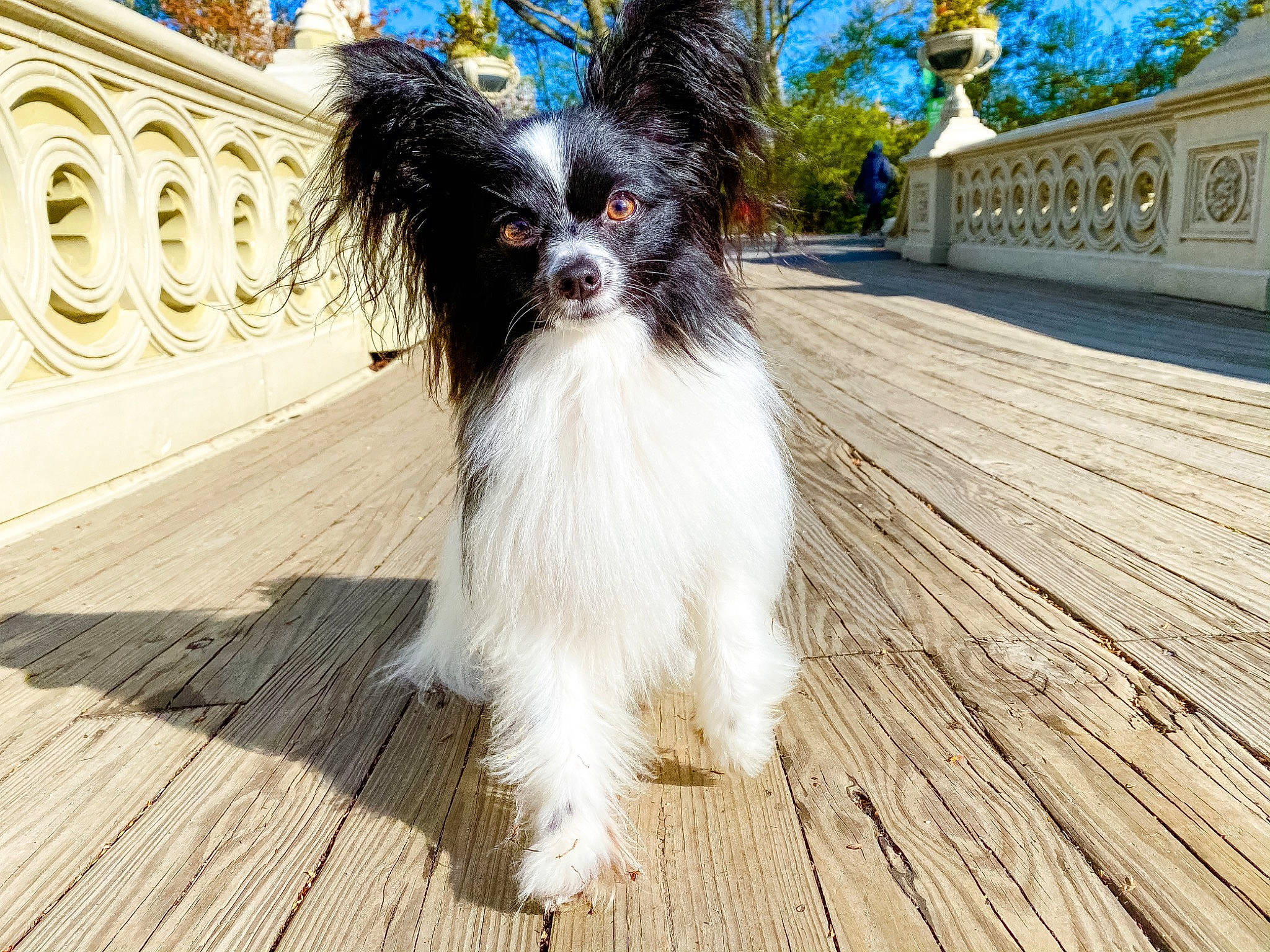 Eloise joined the competition — help win amazing prizes! canidae, carnivore, companion_dog, dog, dog_breed, mammal, papillon, phalene, puppy, rare_breed_dog, snout, spaniel, sporting_group, toy_dog