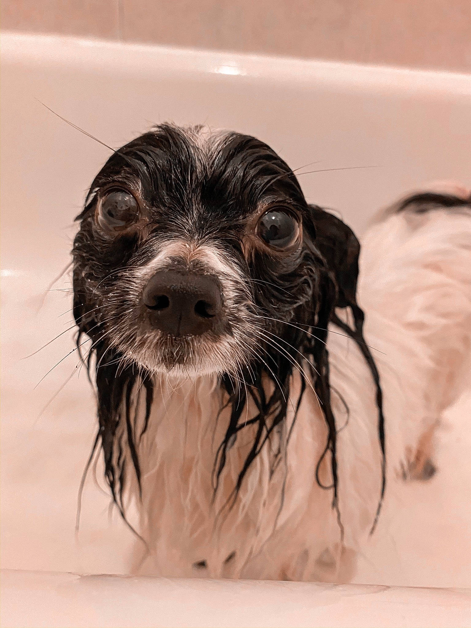 Eloise is registered to the contest to win money with this photo: canidae, carnivore, cocker_spaniel, companion_dog, dog, dog_breed, english_cocker_spaniel, havanese, king_charles_spaniel, lowchen, mammal, puppy, rare_breed_dog, snout, spaniel, sporting_group