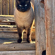 Crackers joined the competition — help win amazing prizes! cat, siamese_cat, animal, pet, wood, wooden_steps, outdoor, sunlight, blue_eyes, fur, standing, close-up, nature, daylight, rustic, texture, feline, portrait, curious, quiet