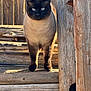 cat, siamese_cat, animal, pet, wood, wooden_steps, outdoor, sunlight, blue_eyes, fur, standing, close-up, nature, daylight, rustic, texture, feline, portrait, curious, quiet