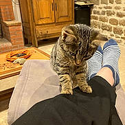 Arielle a rejoint le concours — aidez-le/la à gagner de superbes lots ! animal, cable, cat, cozy_room, curious, floor, furniture, home, indoor, kitten, leg, person, pet, relaxing, socks, stone_wall, striped_socks, tabby, table, wooden_cabinet