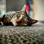 Ruby participe au concours pour gagner de l'argent avec cette photo : cat, tabby, green_eyes, whiskers, carpet, close_up, indoor, pet, lying_down, fur, animal, relaxed, curious, mammal, domestic, feline, soft_light, texture, blurred_background, portrait